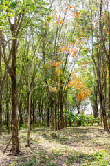 Rubber trees