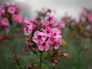 Phlox paniculata - bright pink flowers. A perennial herbaceous plant, a species of the genus Phlox of the cyanide family.