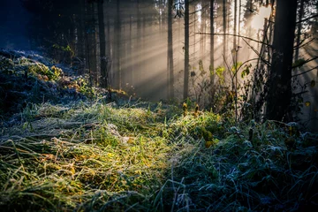 Foto op Plexiglas Landscape scene of grass plants and forest trees with sunlight © Lichtwerkstatt Eu/Wirestock Creators