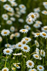 Fototapeta premium Closeup of blooming Oxeye daisy flowers in field