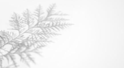 Abstract background with copy space. Shadow from thuja leaves on on a white surface.