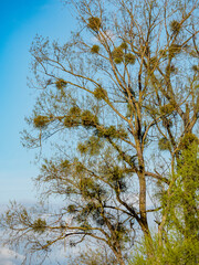 Obstbäume mit Misteln im Frühjahr