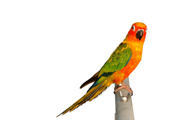 Colorful Sun conure parrot isolated on transparent background png file	