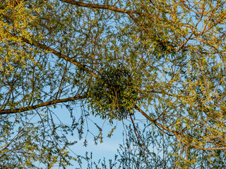 Obstbäume mit Misteln im Frühjahr