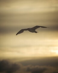 Naklejka premium Vertical shot of a seagull flying against a cloudy sky ay sunset.