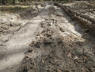 dirt road in the forest