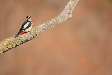 Great spotted woodpecker - Dendrocopos major - Pico Picapinos