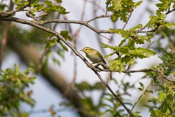 Close-up shot of a Wood warbler perched on a branch on a blurred background