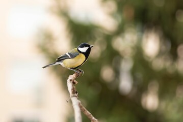 Close-up shot of a Great tit perched on a branch on a blurred background