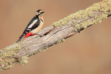 Great spotted woodpecker - Dendrocopos major - Pico Picapinos