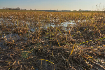 Woda na łące i polach