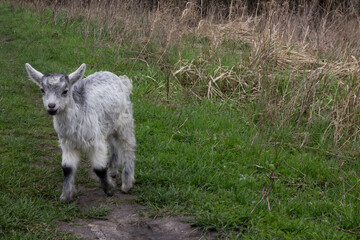 Obraz premium goat on the farm, the goat eats grass