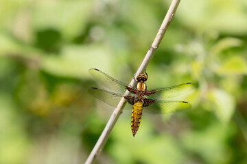 close-up of a female the broad-bodied chaser or broad-bodied darter