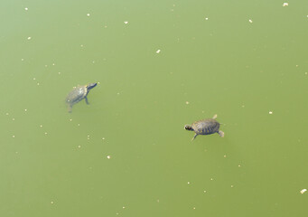 Turtles in Turtle pond in Central Park on spring sunny day. New York City