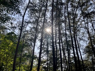 Sunlight hiding behind the Tall trees and the greenery at the Ao Nang Beach in the Krabi Province in the Kingdom of Thailand