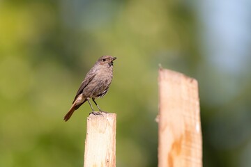 Beautiful view of a black redstart on the wooden branch with blurred background