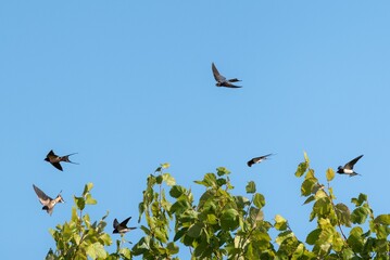 Low angle shot of barn swallows flying in the air near a green tree under the blue sky