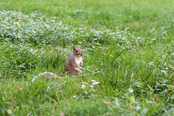 Naklejka na ściany i meble Beautiful view of a squirrel on the green grass in the field