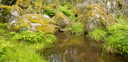 Mossy trail  with rocks and stairs on the hiking trail in Husedalen valley, Norway.