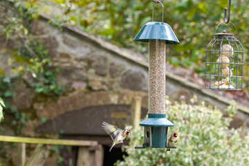 Two goldfinch birds at a garden bird feeder. Ornithology and wildlife picture with selective focus on the birds. Soft Bokeh background.,