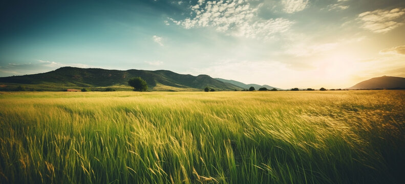 Beautiful mountain scenery background at sunset, wheat field and blue sky with clouds on a sunny day.