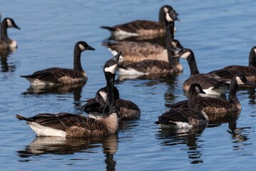 Closeup shot of Canadian geese in water - Branta canadensis