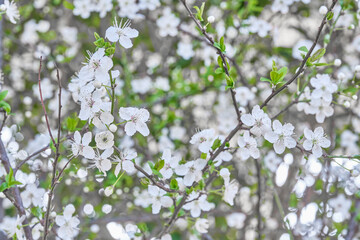White plum flowers on branches