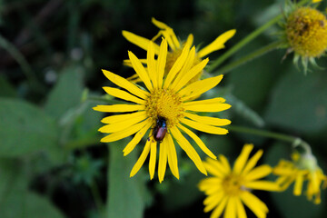 fleur avec insecte