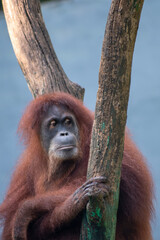 The Sumatran orangutan, Pongo abelii is one of the rare species of orangutans. Found only in the north of the Indonesian island of Sumatra.