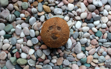 Whole coconut spotted up on a sea pebble background 
