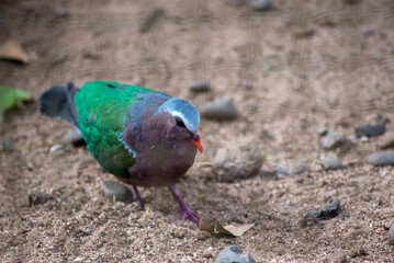 Chalcophaps indica, The common emerald dove, green dove and green winged pigeon  also called Asian emerald dove and grey capped emerald dove, is a widespread resident breeding pigeon 