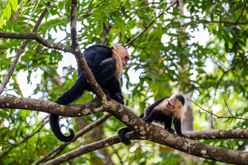 2 chimpancés comiendo y platicando, A wild monkey eats fruit on a tree. Filmed in the rainforest of Costa Rica. capuchin monkey eating with his hands
