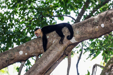 2 chimpancés comiendo y platicando, A wild monkey eats fruit on a tree. Filmed in the rainforest of Costa Rica. capuchin monkey eating with his hands