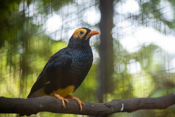 The yellow faced myna. Mino dumontii, knowas Beo Papua is a species of starling in the family Sturnidae.