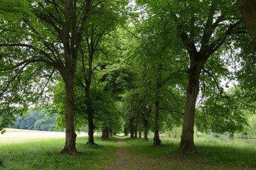 Fototapeta na wymiar Straßenbäume, Baumallee und Spazierweg im Schlosspark Wilhelmstal bei Calden, Hessen