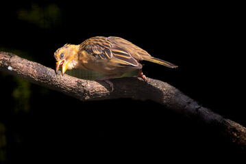 The streaked weaver, Ploceus manyar is a species of weaver bird found in South Asia and South east...