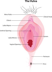 the vulva - obrazy, fototapety, plakaty