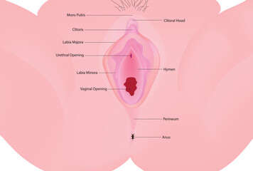 Female External Genital Organs - obrazy, fototapety, plakaty