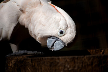 The salmon crested cockatoo, Cacatua moluccensis, also known as the Moluccan cockatoo, is a...
