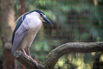 Fototapeta premium Close up of The black crowned night heron, Nycticorax nycticorax, or black capped night heron