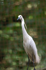 The little egret bird, Egretta garzetta is a species of small heron in the family Ardeidae