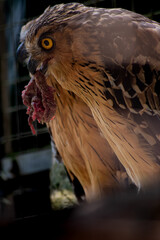 The buffy fish owl, Ketupa ketupu, also known as the Malay fish owl, is a fish owl in the family Strigidae.