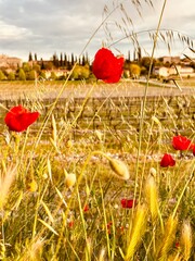 Fototapeta premium poppy flowers in the field