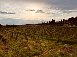 Fototapeta premium vineyard at sunset