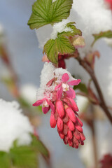 Blutjohannisbeere, Ribes sanguineum, ein nach Wintereinbruch mit Schnee bedeckter blühender...