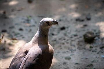 The grey headed fish eagle, Haliaeetus ichthyaetus is a fish eating bird of prey from South East Asia.