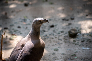 The grey headed fish eagle, Haliaeetus ichthyaetus is a fish eating bird of prey from South East Asia.