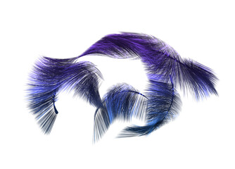 SET OF BLUE BIRD FEATHERS IN HIGH RESOLUTION TRANSPARENT BACKGROUND