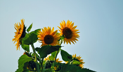sunflower flowers with green leaves on a blue sky background