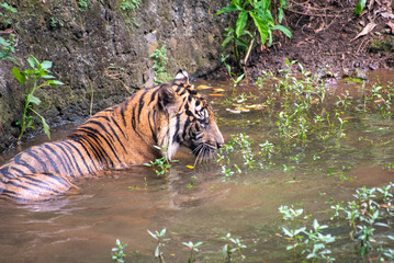 Fototapeta na wymiar The Sumatran tiger, Panthera tigris sumatrae is in the river